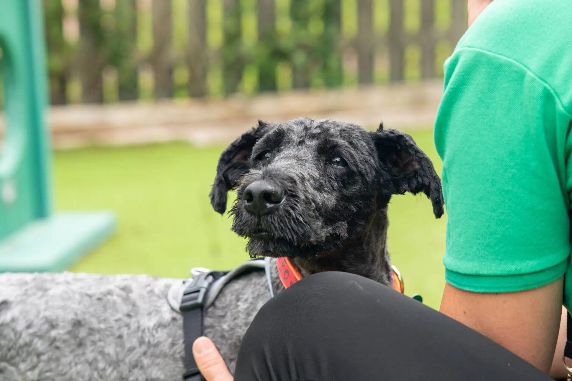 A curly-haired black dog wearing a harness rests its head on a person’s leg outdoors, with green grass and a wooden fence in the background.