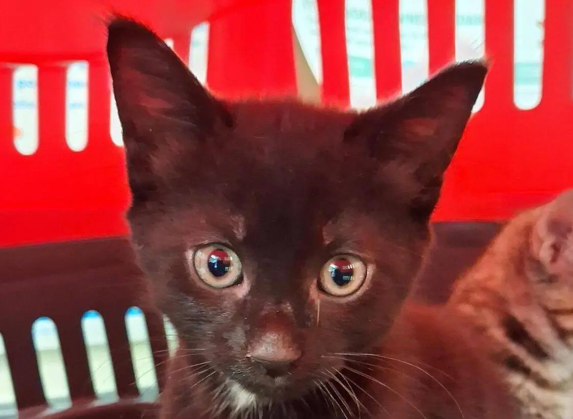 A close-up of a black kitten with wide eyes, sitting in front of a red plastic chair. The kitten has a small white spot on its nose.