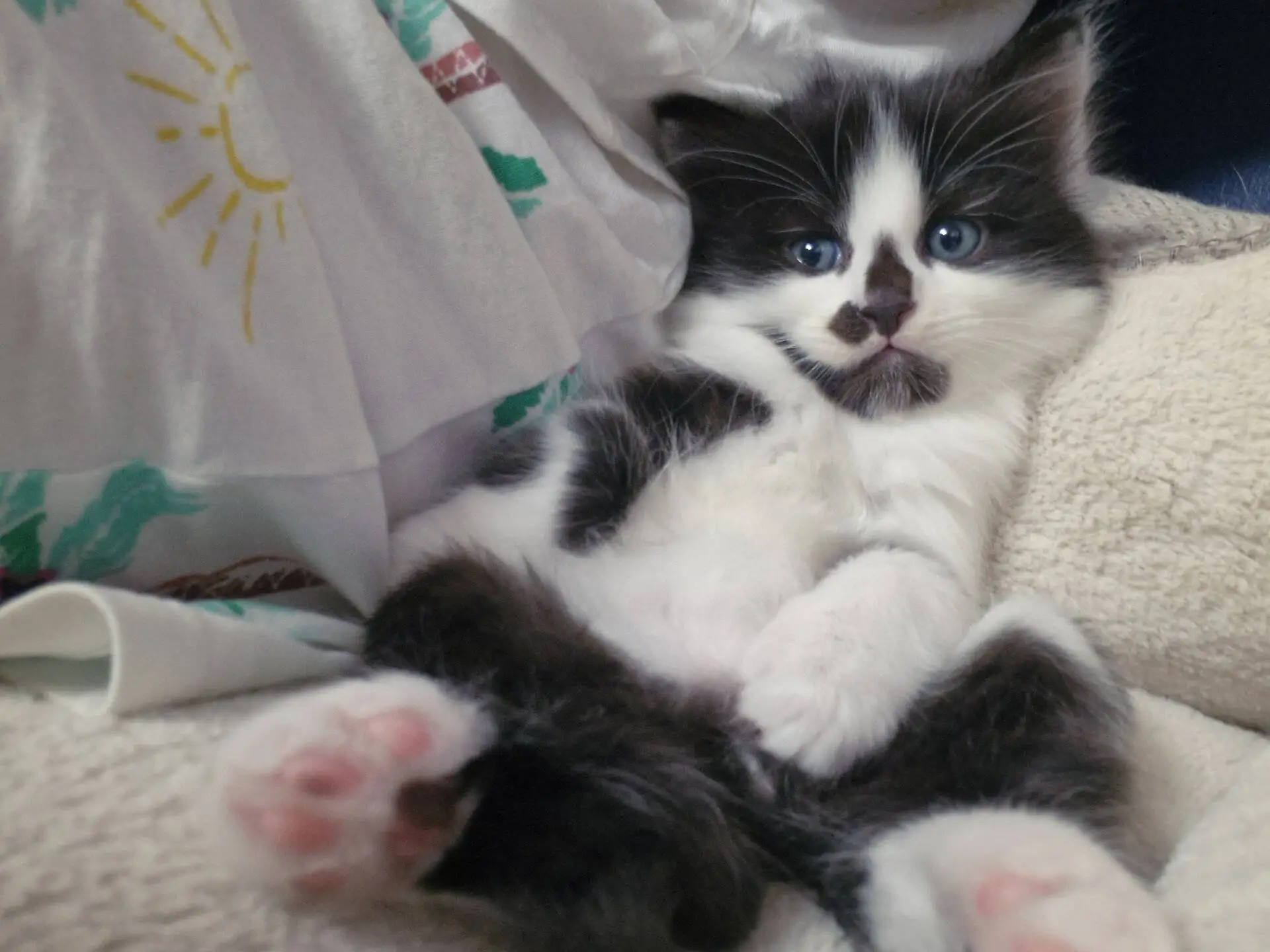 A fluffy black and white kitten with blue eyes lies on its back on a soft blanket, next to a white cloth with sun and green patterns. The kitten’s pink paws are visible and it looks relaxed.