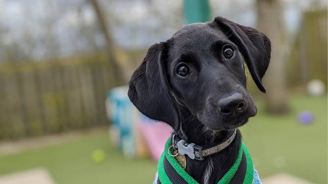 Small black dog