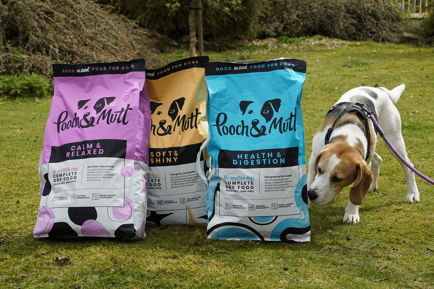 A beagle on a lead sniffs the grass near three large bags of Pooch & Mutt dog food in purple, yellow, and blue packaging, displayed outdoors on a grassy area.