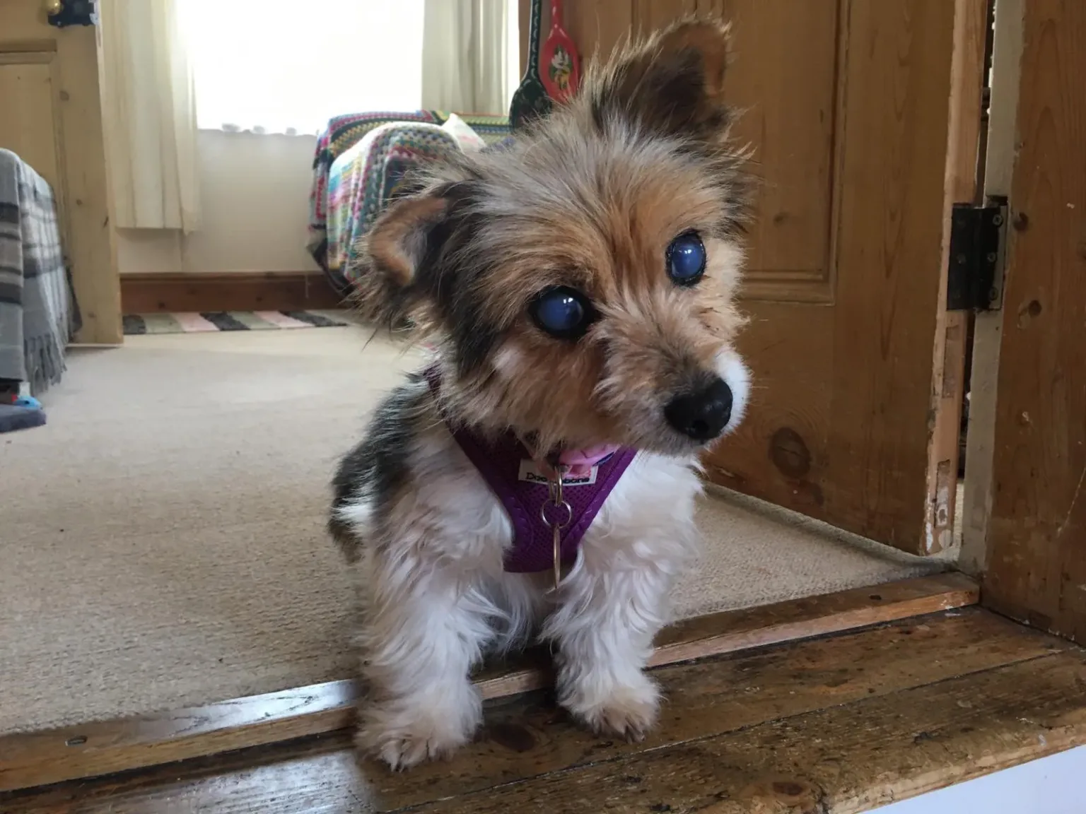Bling dog