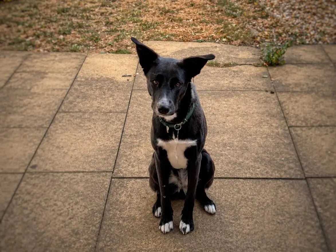 A dog with black fur and white markings sits on a paved surface, looking up at the camera with ears pricked and tail down. There is grass and gravel in the background.