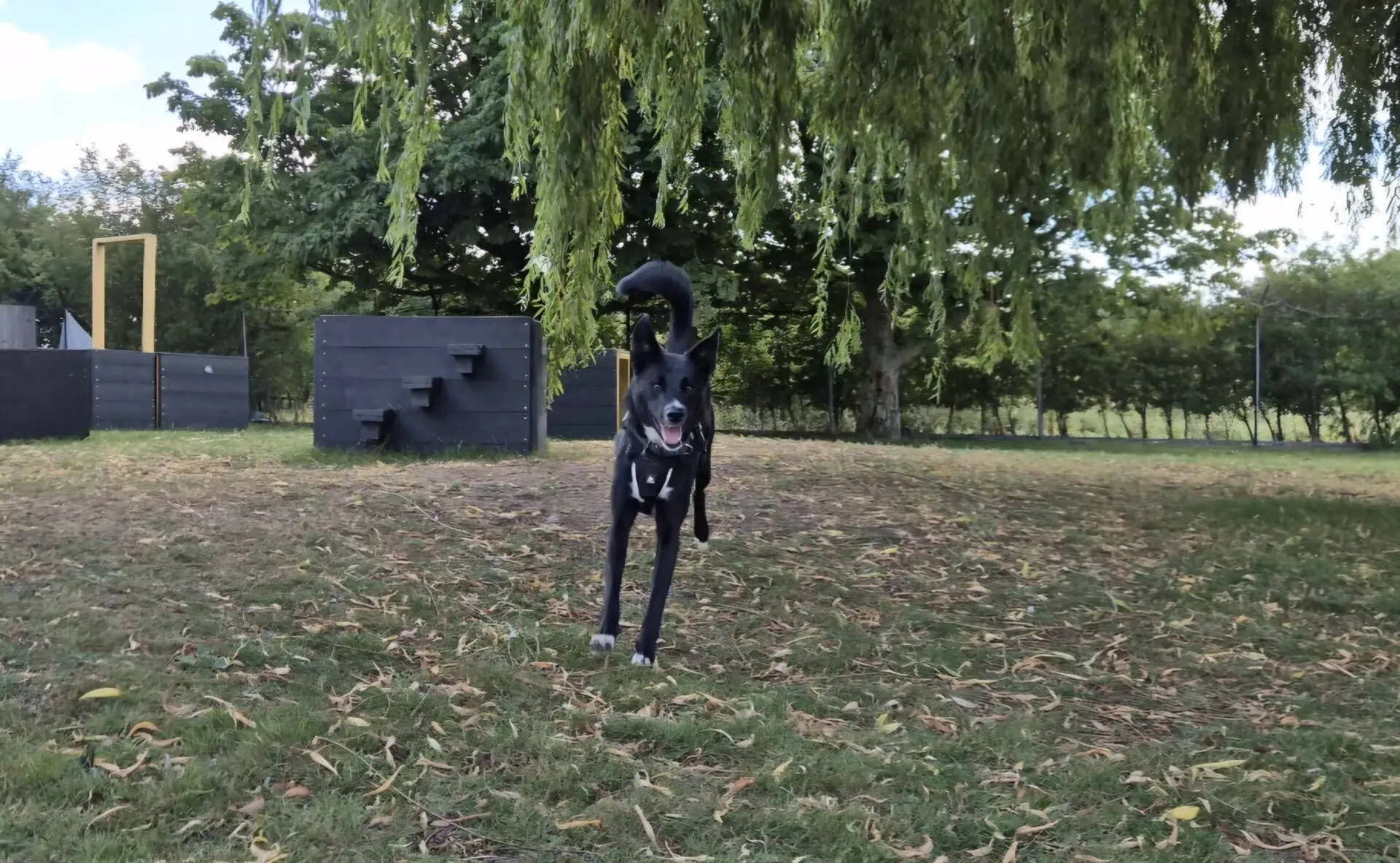 A black figgy dog collie with pointed ears runs towards the camera on a grassy field, with a large tree and agility equipment in the background.