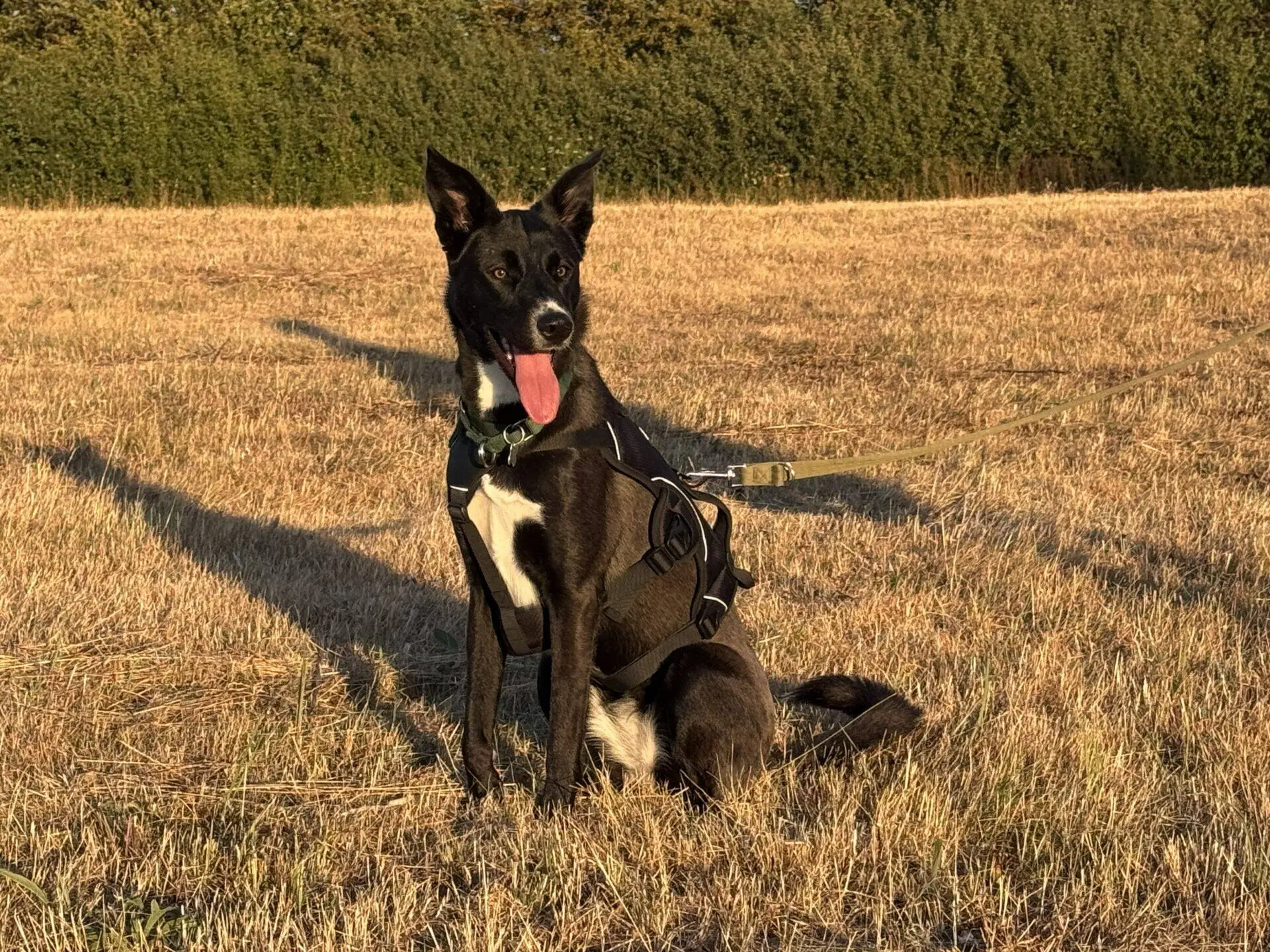 A black and white collie dog wearing a harness sits on dry grass in a field, with its tongue out and ears perked up, attached to a lead. Bushes and trees are visible in the background under clear sunlight, making this figgy dog look lively and alert.