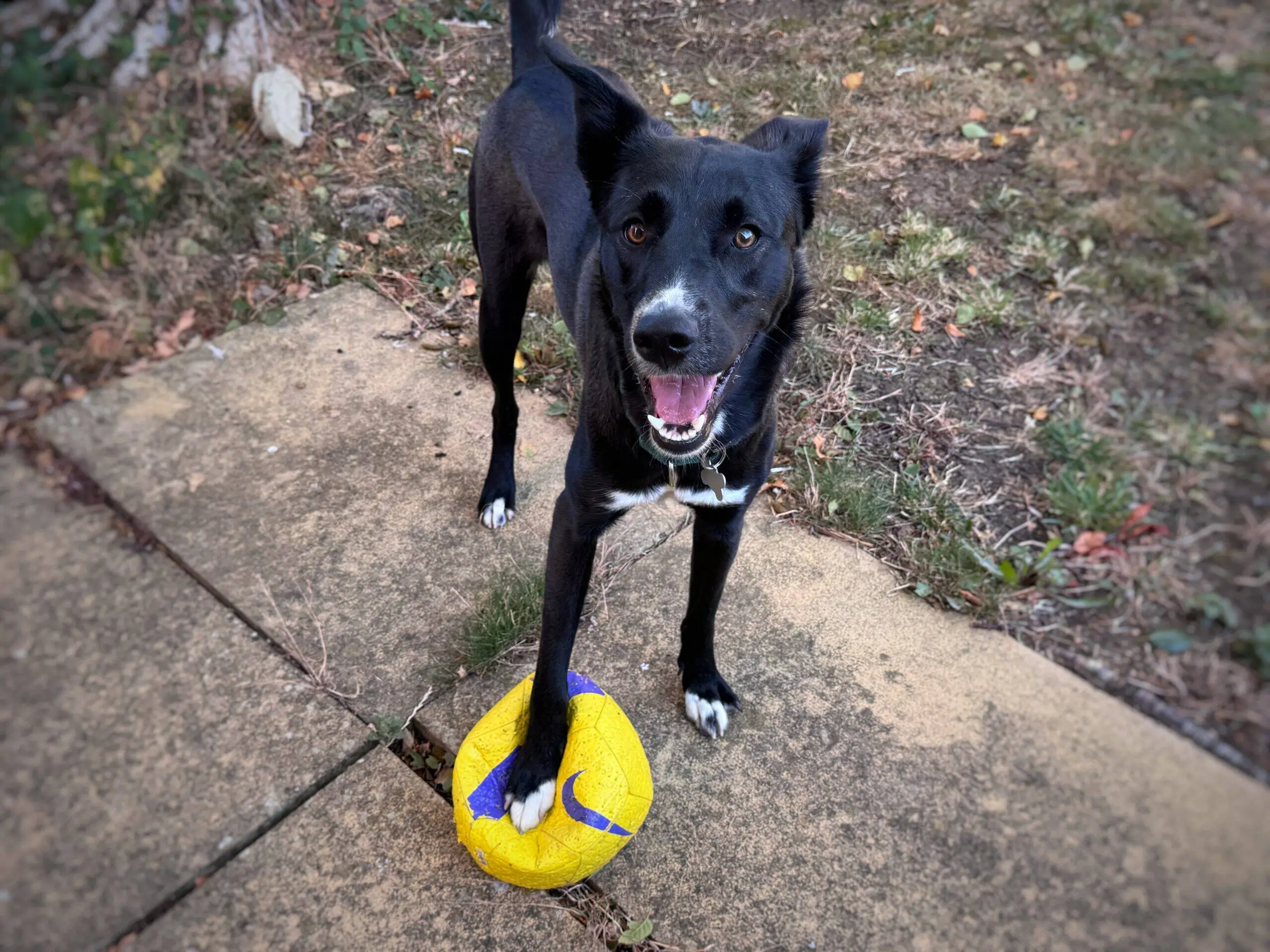 A black dog with white markings, resembling a lively collie, stands on a cracked yellow and purple ball, looking up with mouth open and tail up, on a pavement bordered by grass and earth.
