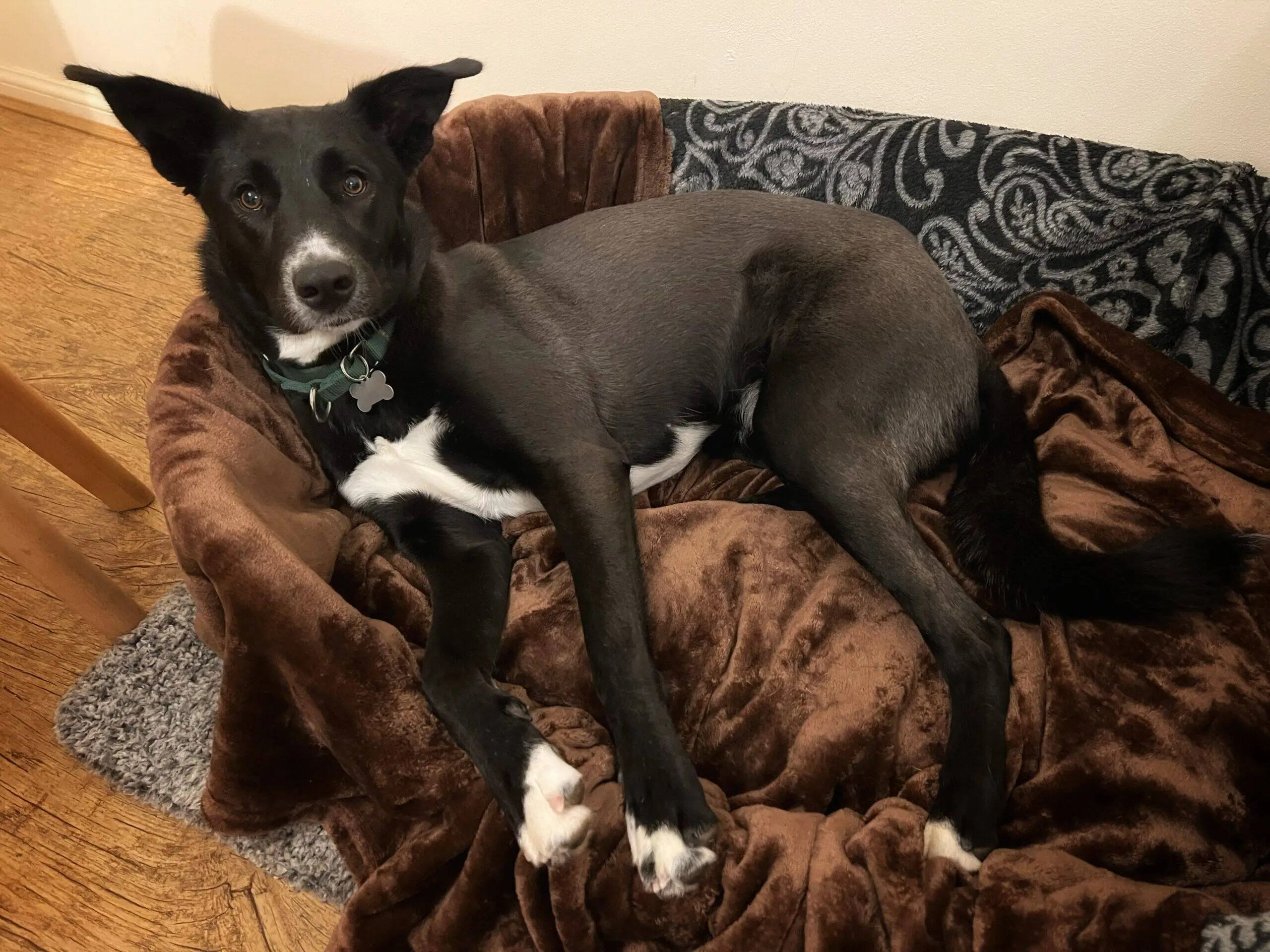 A black and white dog, resembling a collie with upright ears, lies on a plush brown blanket in a pet bed, looking up towards the camera, with a patterned blanket behind it and wooden flooring underneath.