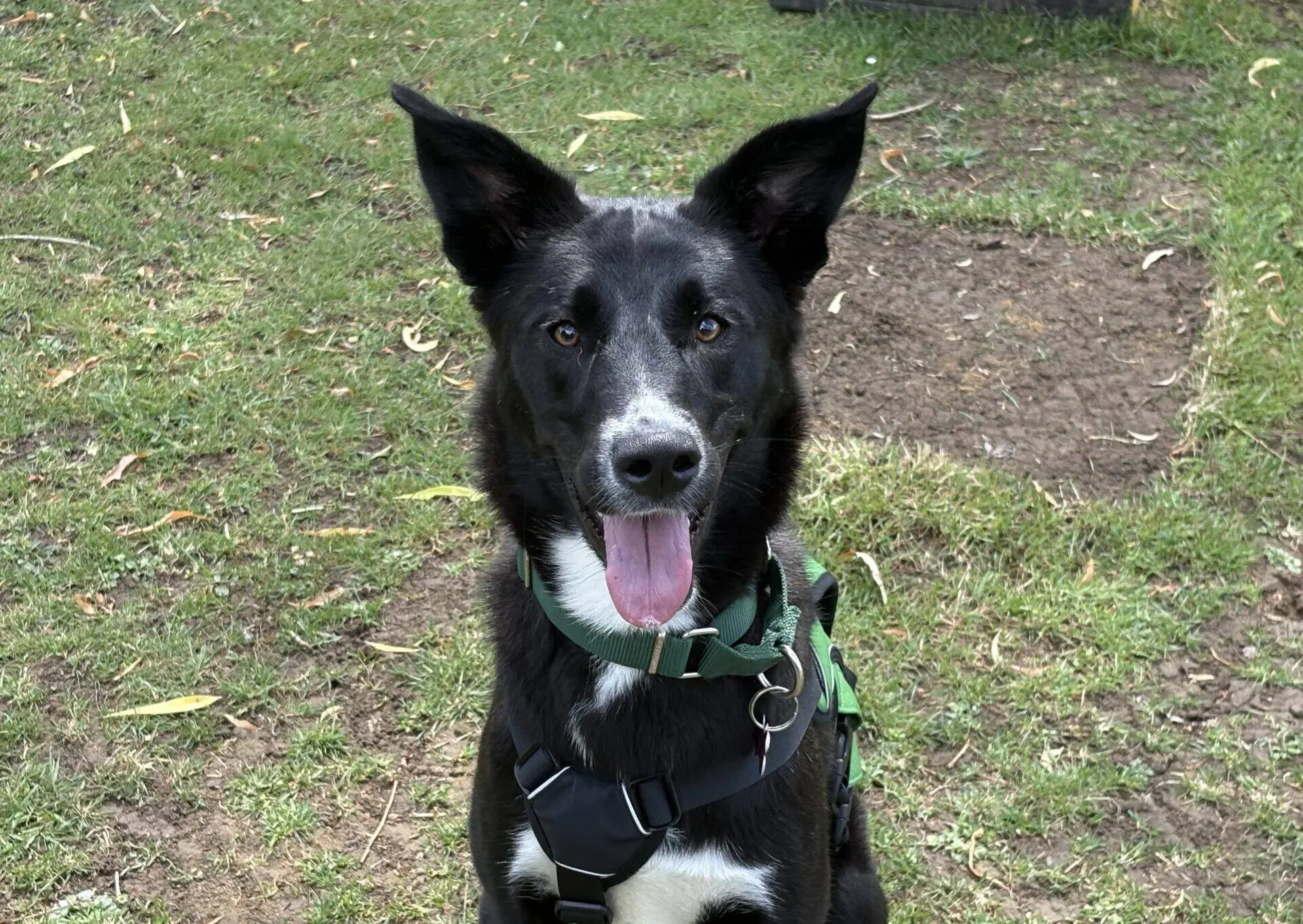 A black collie cross with white markings on its chest and snout sits on grass, wearing a green harness and looking at the camera with its tongue out and ears pricked up.