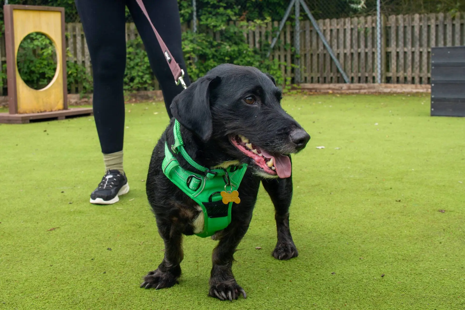 A black dog wearing a green harness stands on grass, on a lead and panting, with a person in black leggings and trainers holding the lead. A wooden fence and agility equipment are visible in the background.