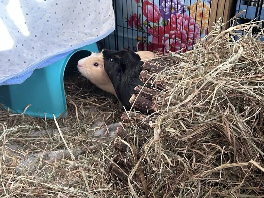 Two guinea pigs, one cream and one black, peek out from under a blue plastic shelter surrounded by hay and a wooden tunnel, with colourful flowers visible in the background.
