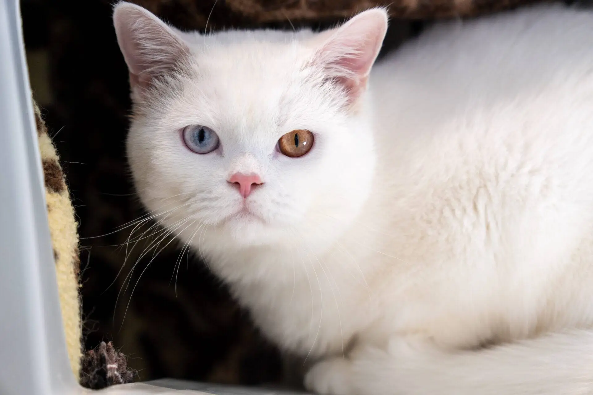 A white cat with heterochromia—one blue eye and one amber eye—looks towards the camera whilst resting on a soft surface.