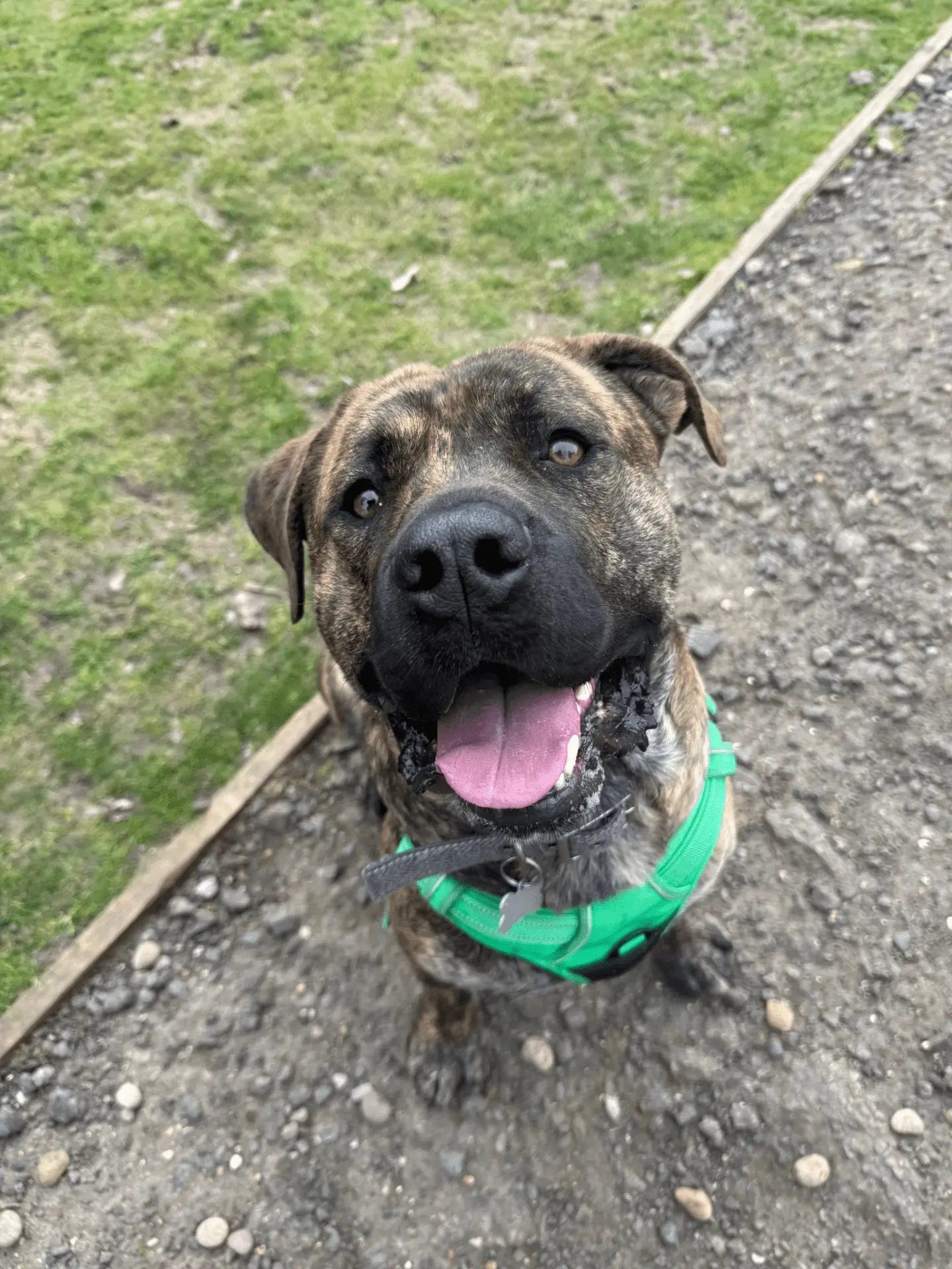 A brown and black brindle Presa Canario cross wearing a green harness sits on a gravel path, looking up with its mouth open and tongue out, appearing happy. Grass and a wooden edging are visible in the background.