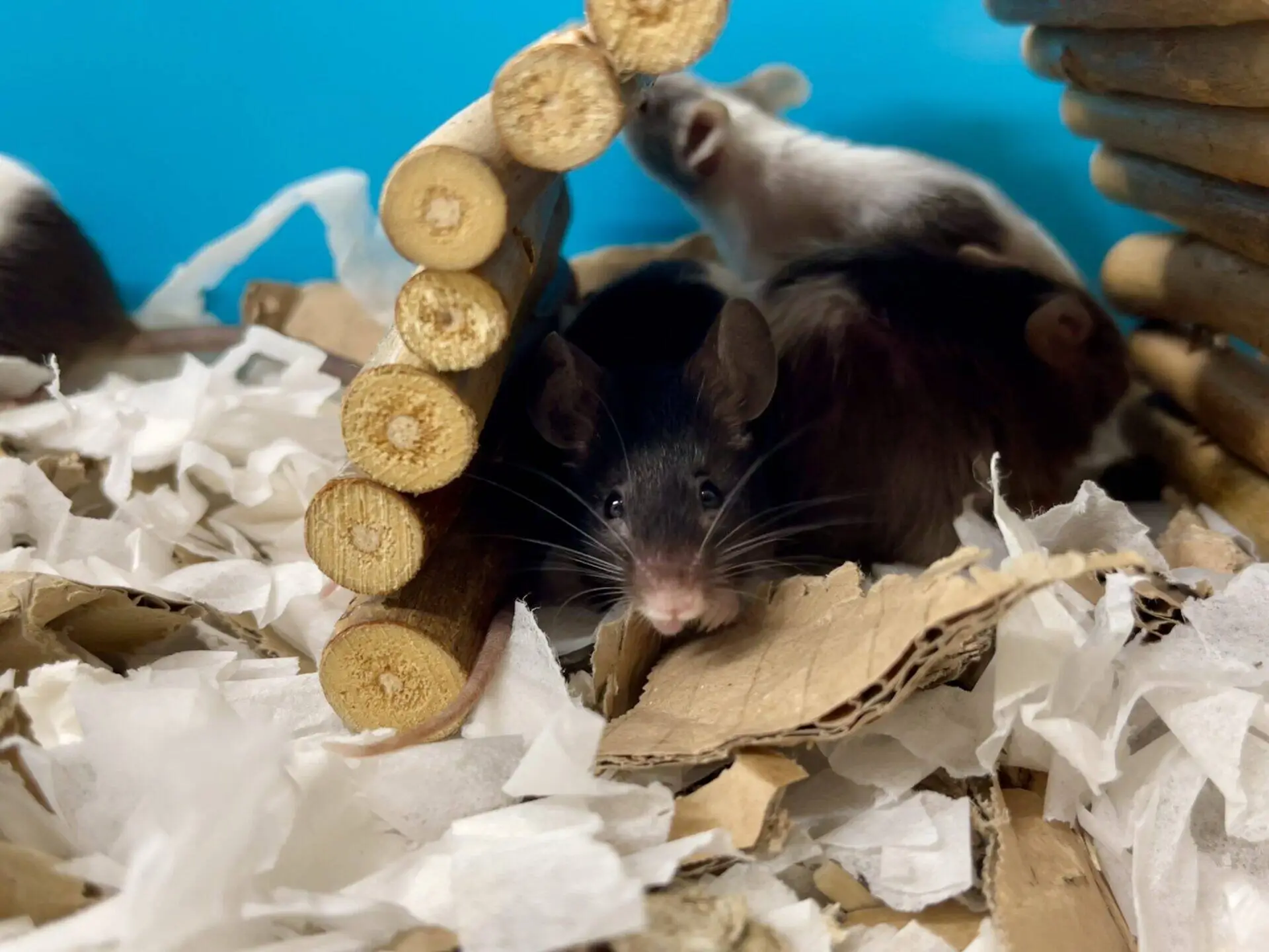 A black and white mouse is peeking out from under a small wooden structure against a blue background.