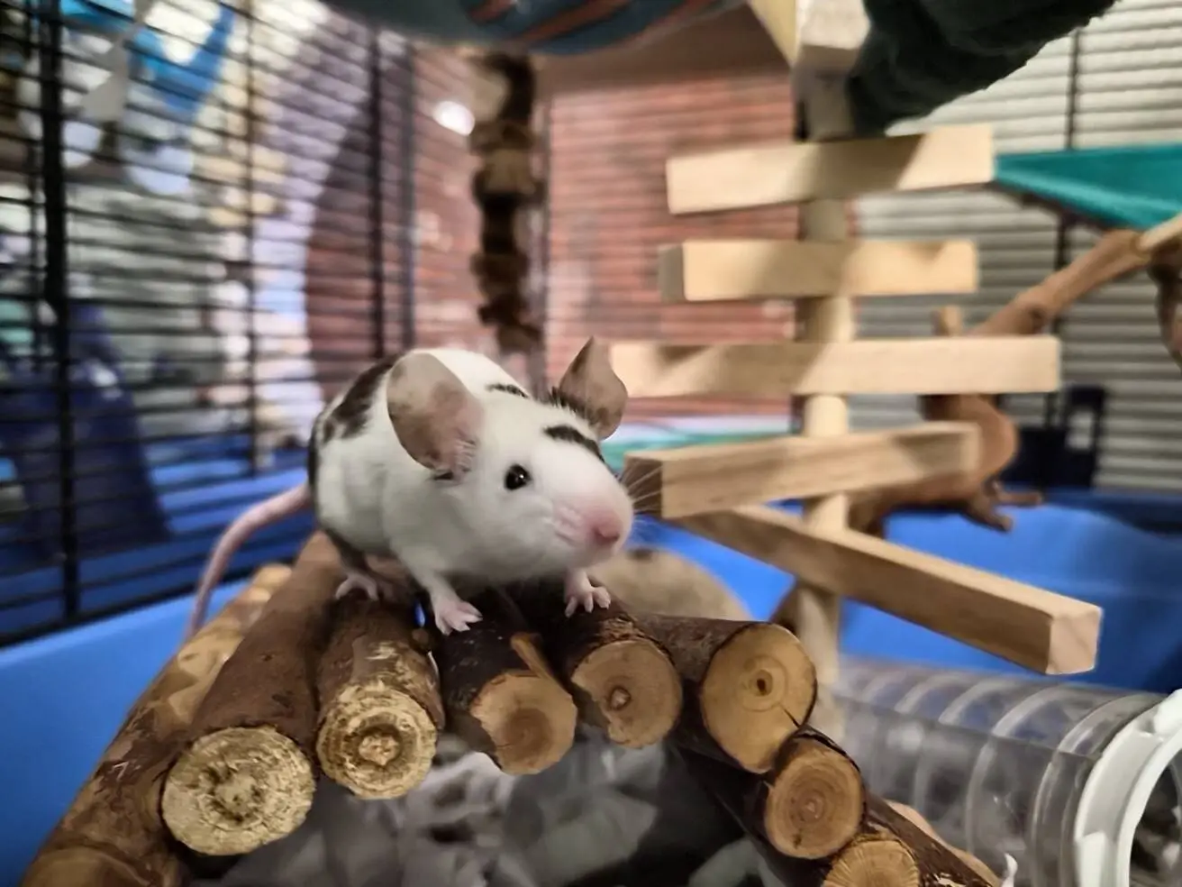 A white mouse with black spots stands on wooden sticks inside a cage, with various wooden structures and a blue background visible behind it.