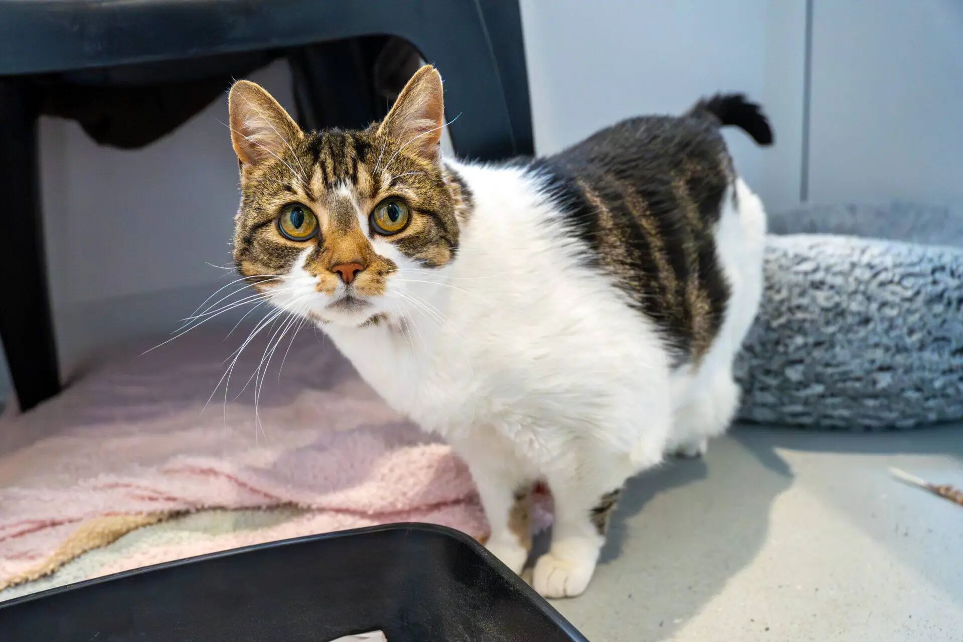 A tabby and white cat with green eyes stands on a tan floor next to a black plastic tray, a pink towel, and a grey pet bed, looking directly at the camera.