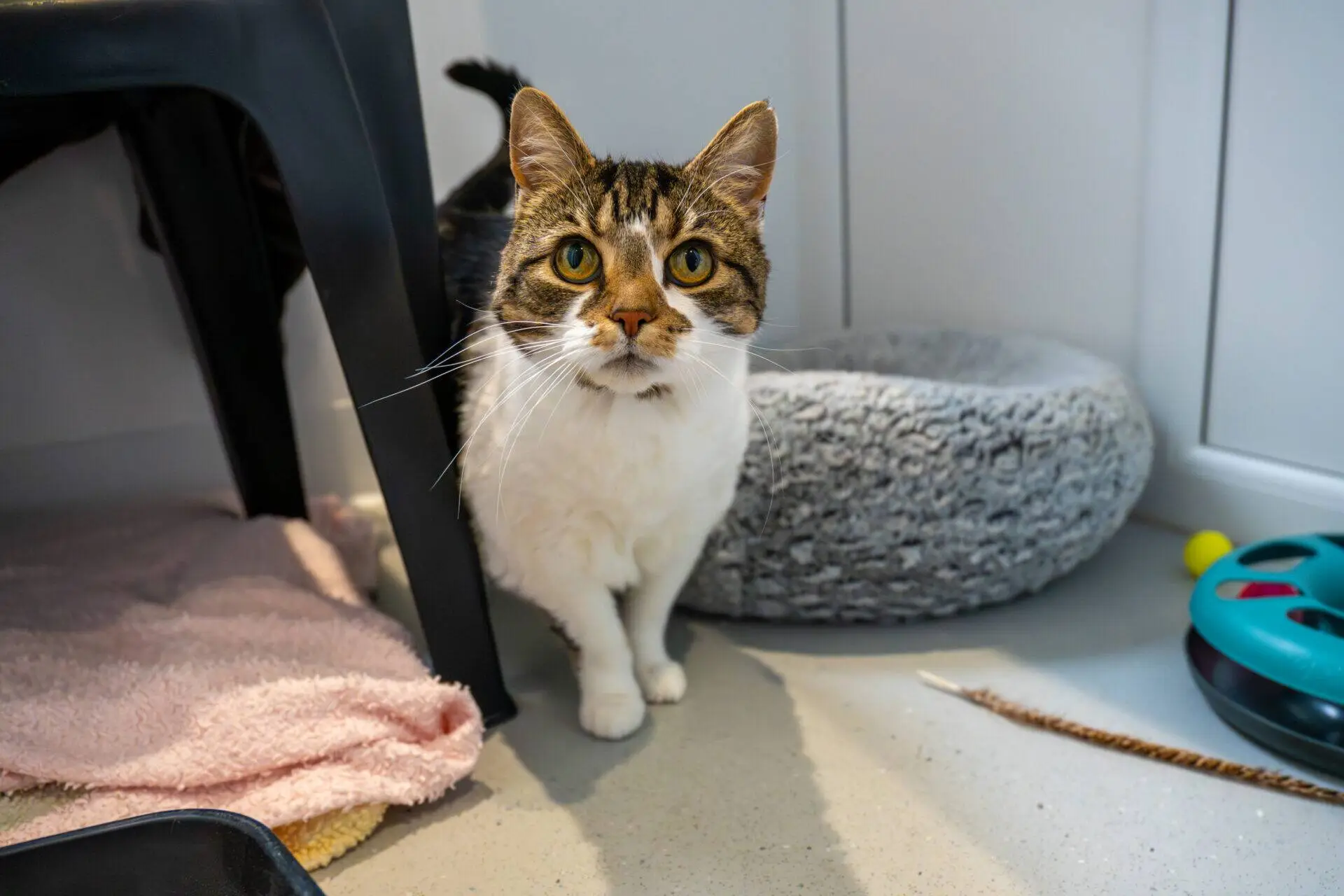 A tabby and white cat with green eyes stands indoors on a light floor, next to a pink towel, a grey pet bed, and blue toy, looking directly at the camera.