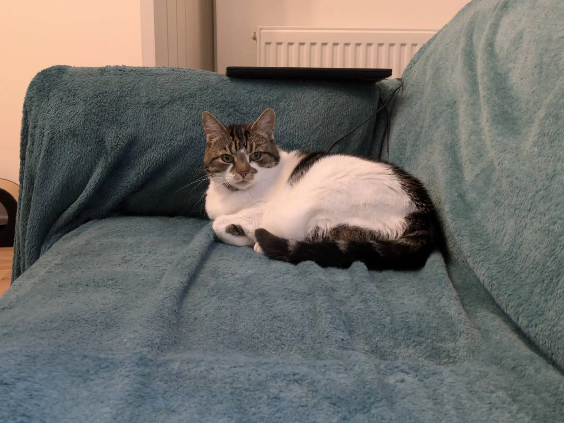 A tabby and white cat is curled up on a teal sofa, looking towards the camera. There is a closed laptop with a charging cable on the back of the sofa, and a radiator is visible on the wall behind.