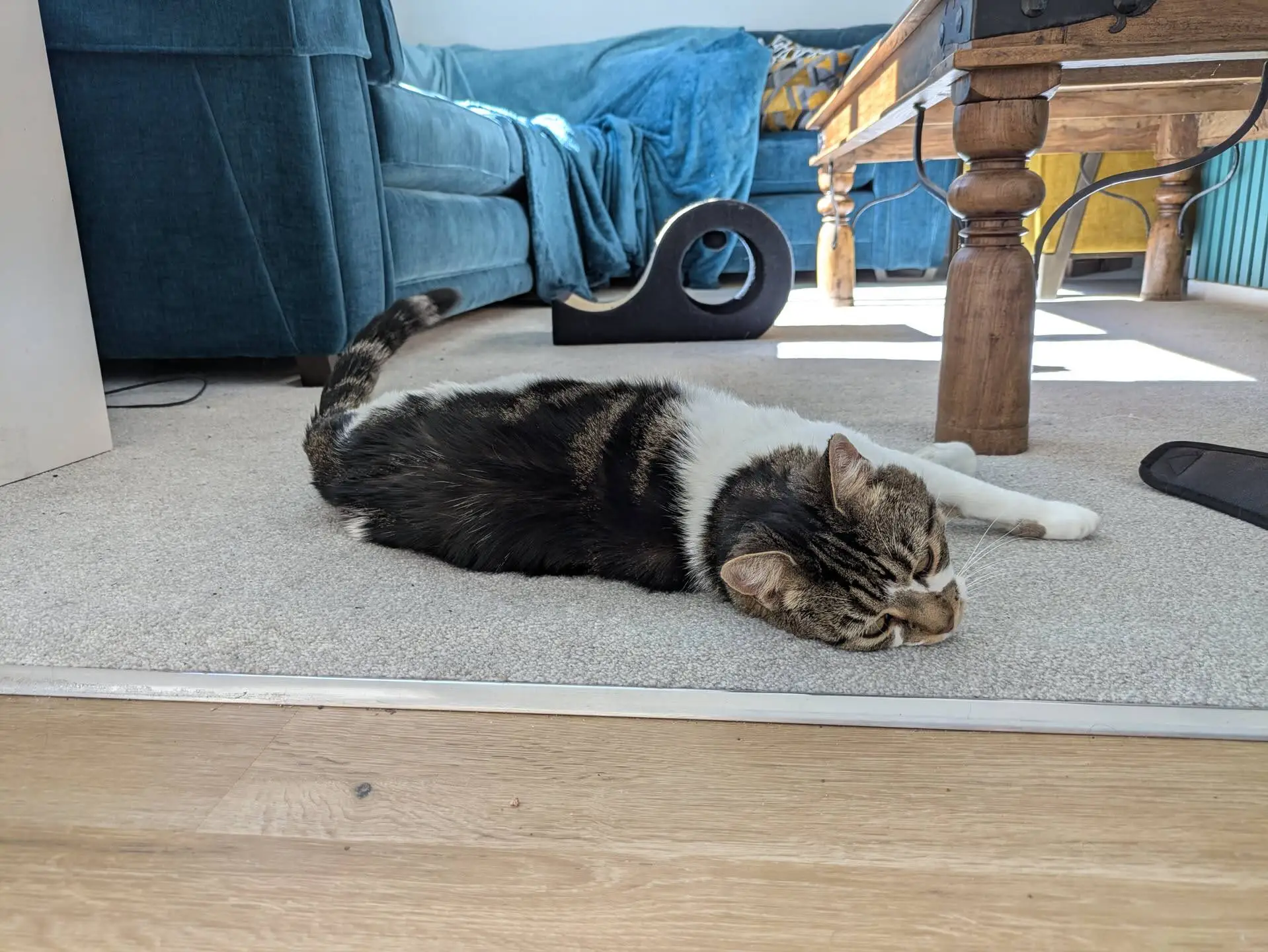 A tabby and white cat is lying stretched out and relaxed on a carpet, near a wooden table and a blue sofa with a blue throw in a bright lounge.