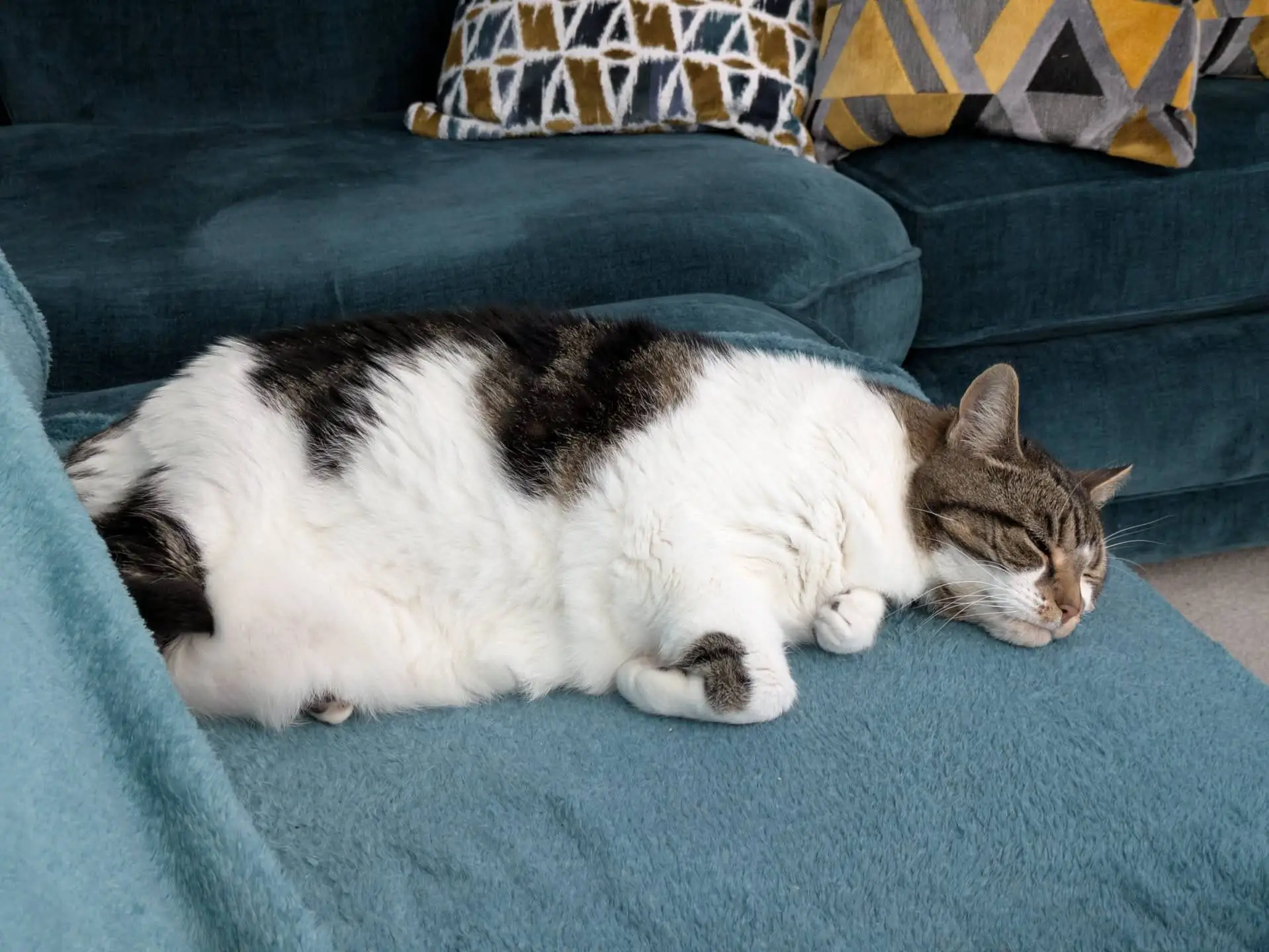 A large, white and tabby cat is sleeping on a teal-coloured sofa, with its head resting on the seat and body stretched out. Geometric-patterned cushions are visible in the background.
