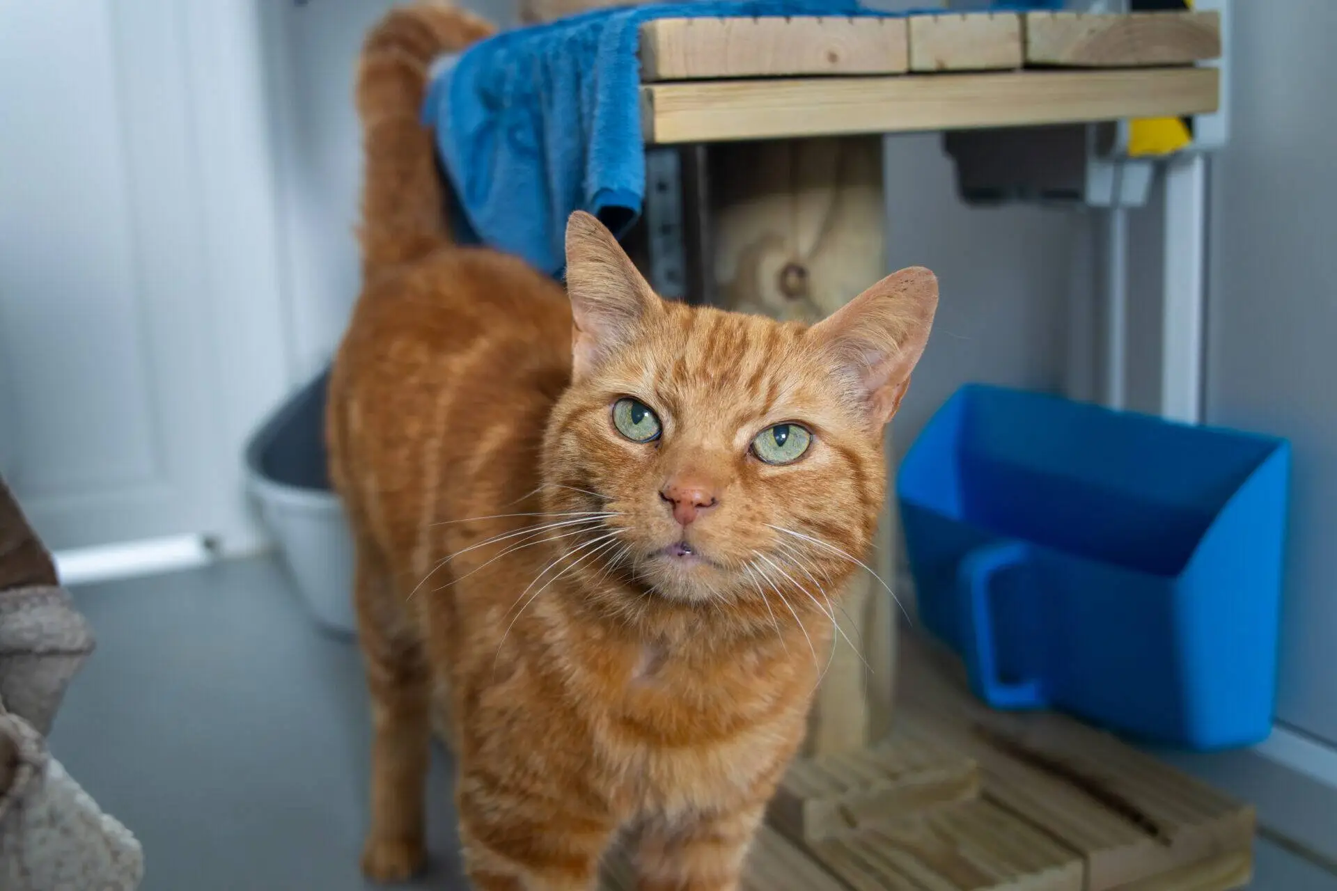 An orange tabby cat with green eyes stands indoors near a wooden shelf and blue plastic container, looking up at the camera. A towel is draped over the shelf above its back.