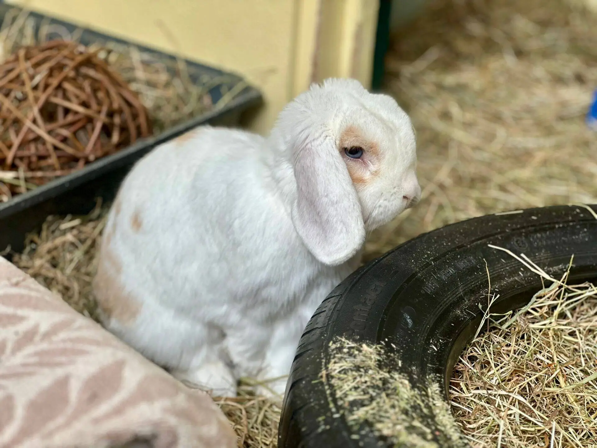 A white lop-eared rabbit with light brown spots sits on hay beside a black tyre and a blanket, with a woven ball toy in the background.