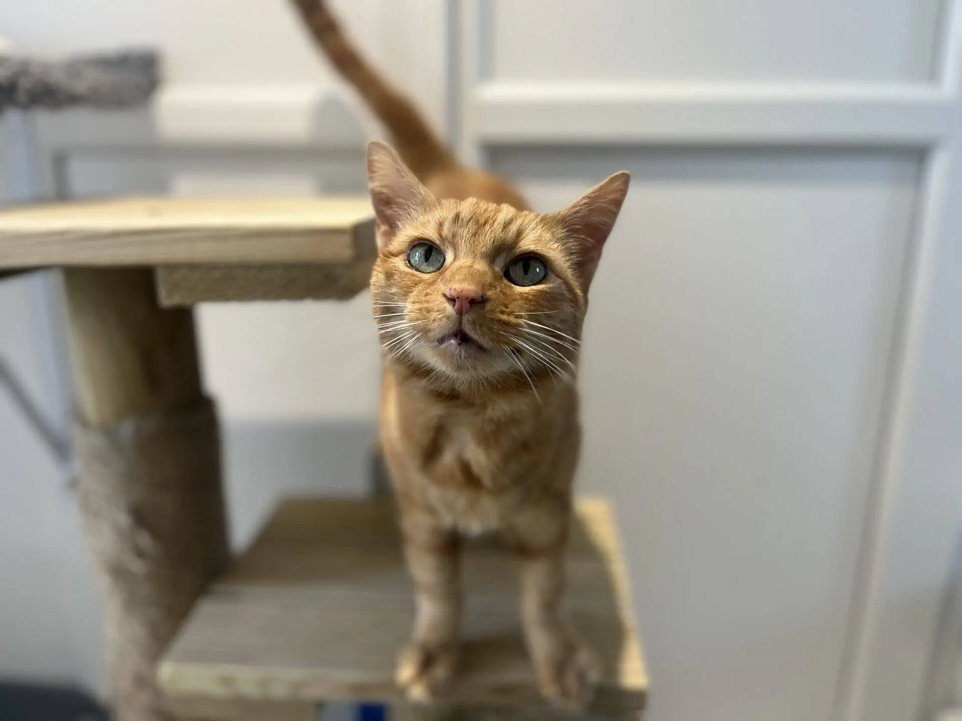 A curious ginger tabby cat with green eyes stands on a wooden cat tree, looking up towards the camera. The background is a white wall with panelling.