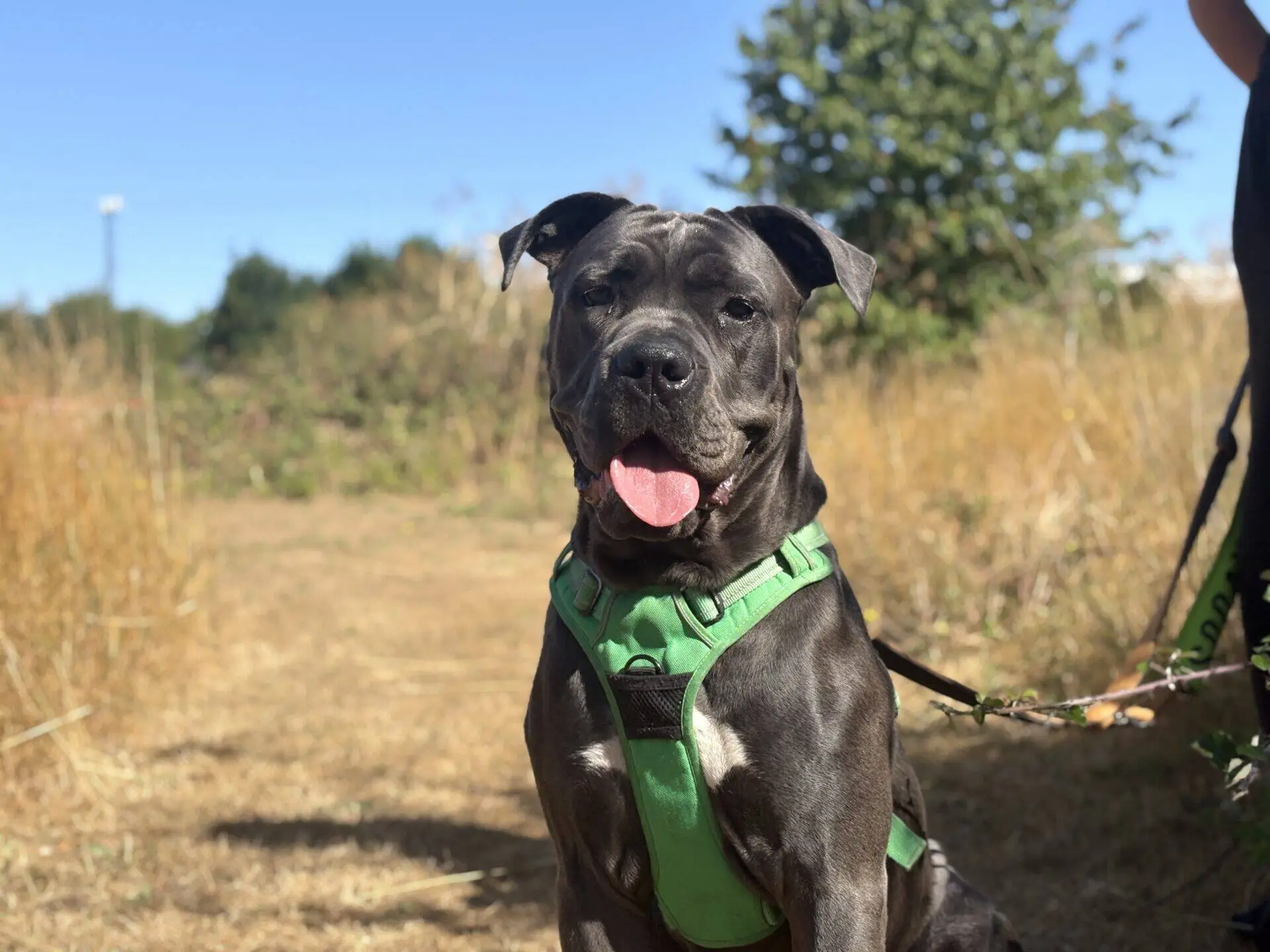 Marnie, a 1 year old female Cane Corso available for adoption from Woodgreen in Cambridgeshire