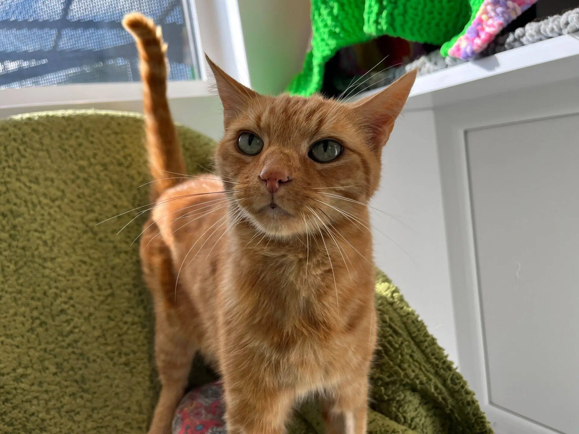 A ginger cat with green eyes stands on a green blanket, looking up. Sunlight shines on its face, and colourful knitted items are visible in the background.