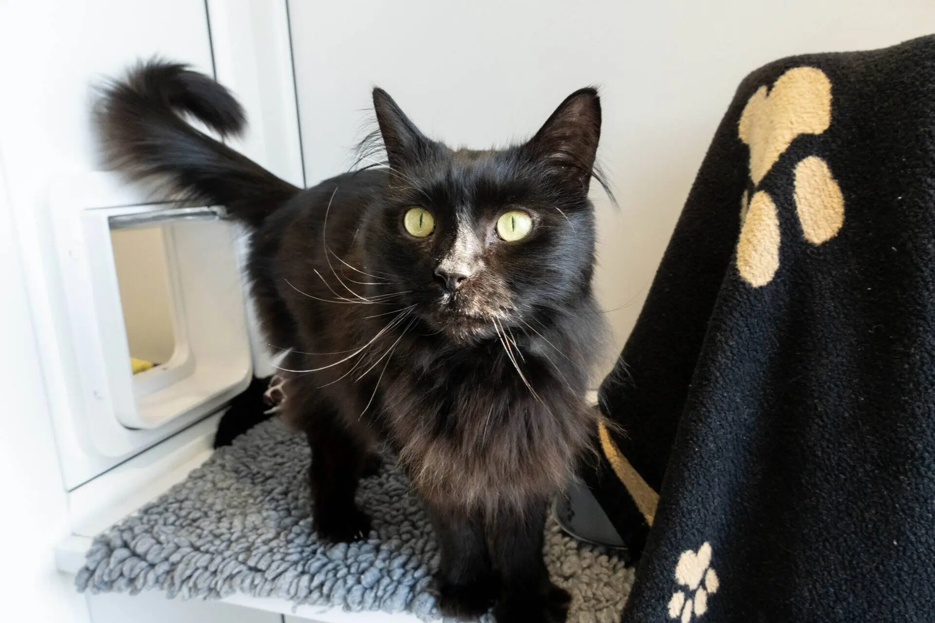 A black long-haired cat with bright green eyes stands on a grey mat near a cat flap, next to a black blanket with large beige paw prints.