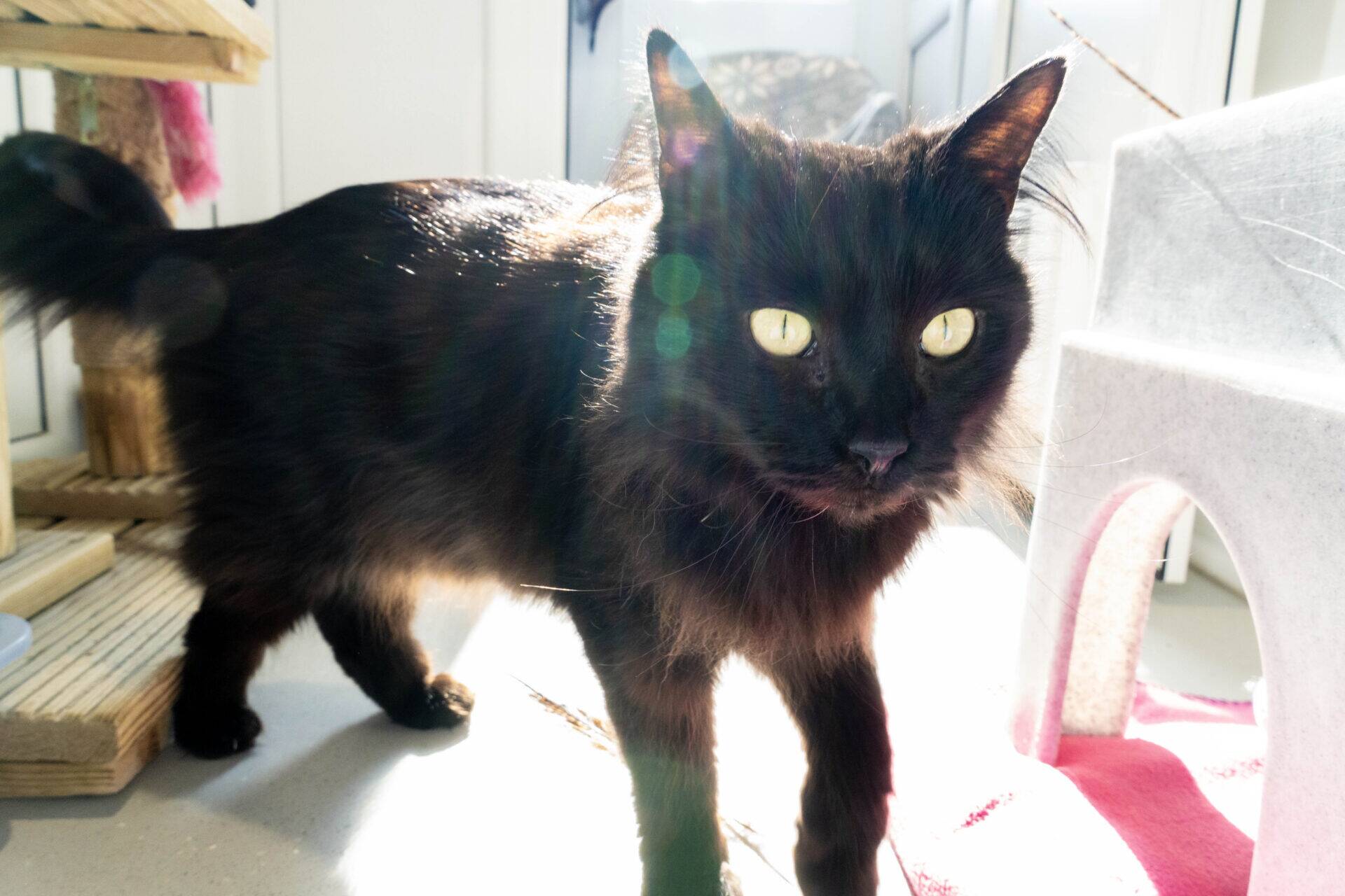A long-haired black cat with bright yellow eyes stands indoors on a sunlit floor, with sunlight highlighting its fur. Cat furniture and shadows are visible in the background.