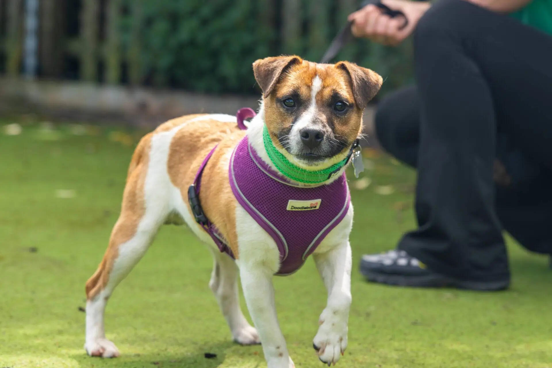 A small brown and white dog wearing a purple harness and a green collar stands on grass, looking at the camera. A person in black trousers is partially visible, holding the dog’s lead in the background.