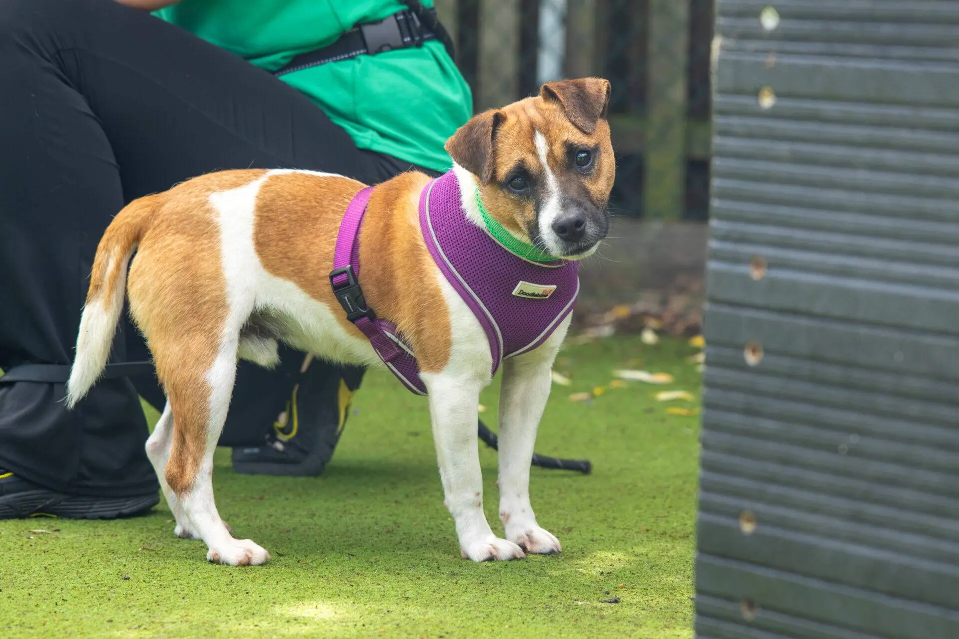 A small brown and white dog wearing a purple harness stands on green artificial grass, looking at the camera. A person in black trousers and a green shirt is partially visible beside the dog.