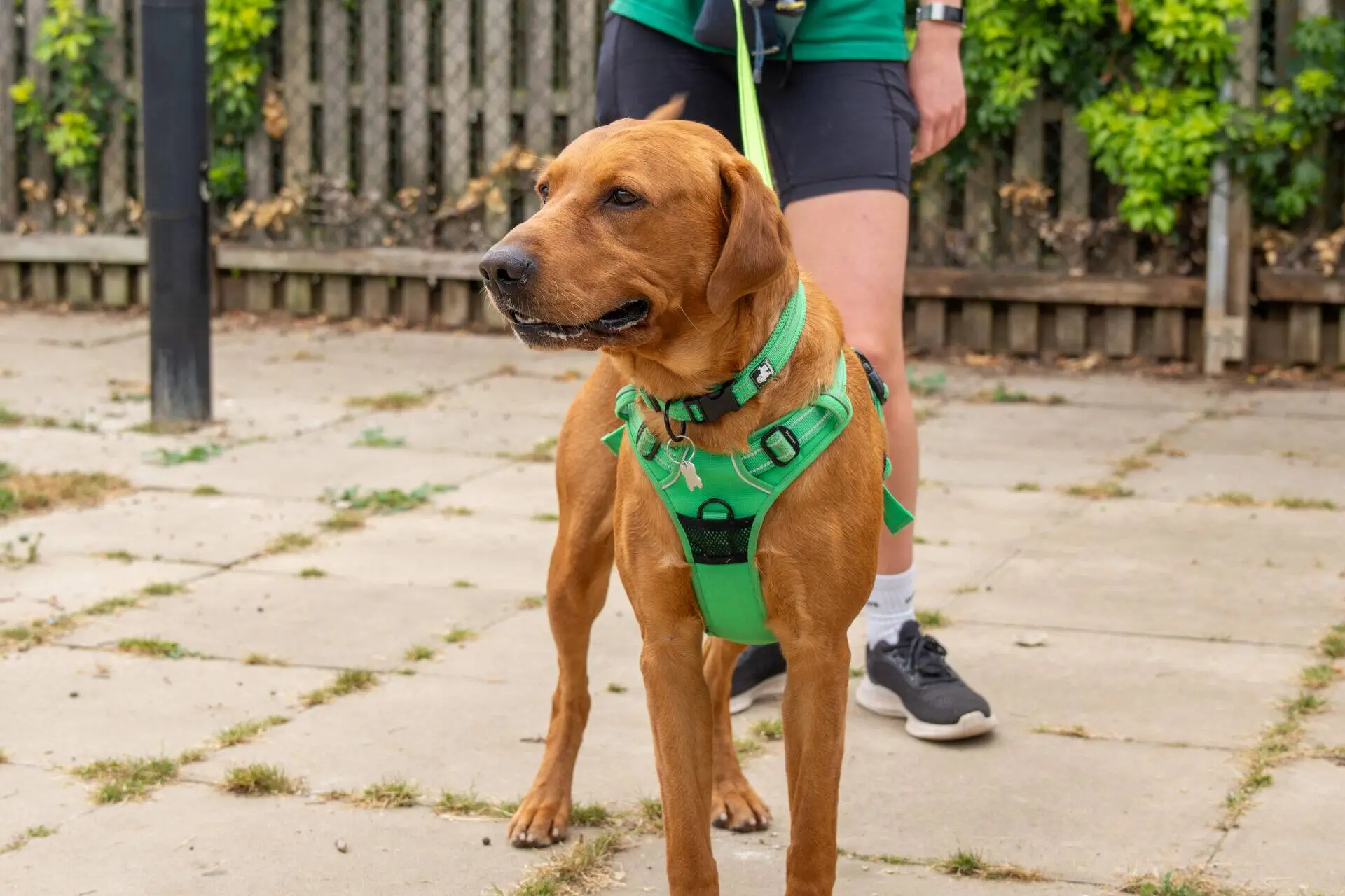 A brown dog wearing a green harness stands on a paved path, with a person in green holding its lead, partially visible behind.