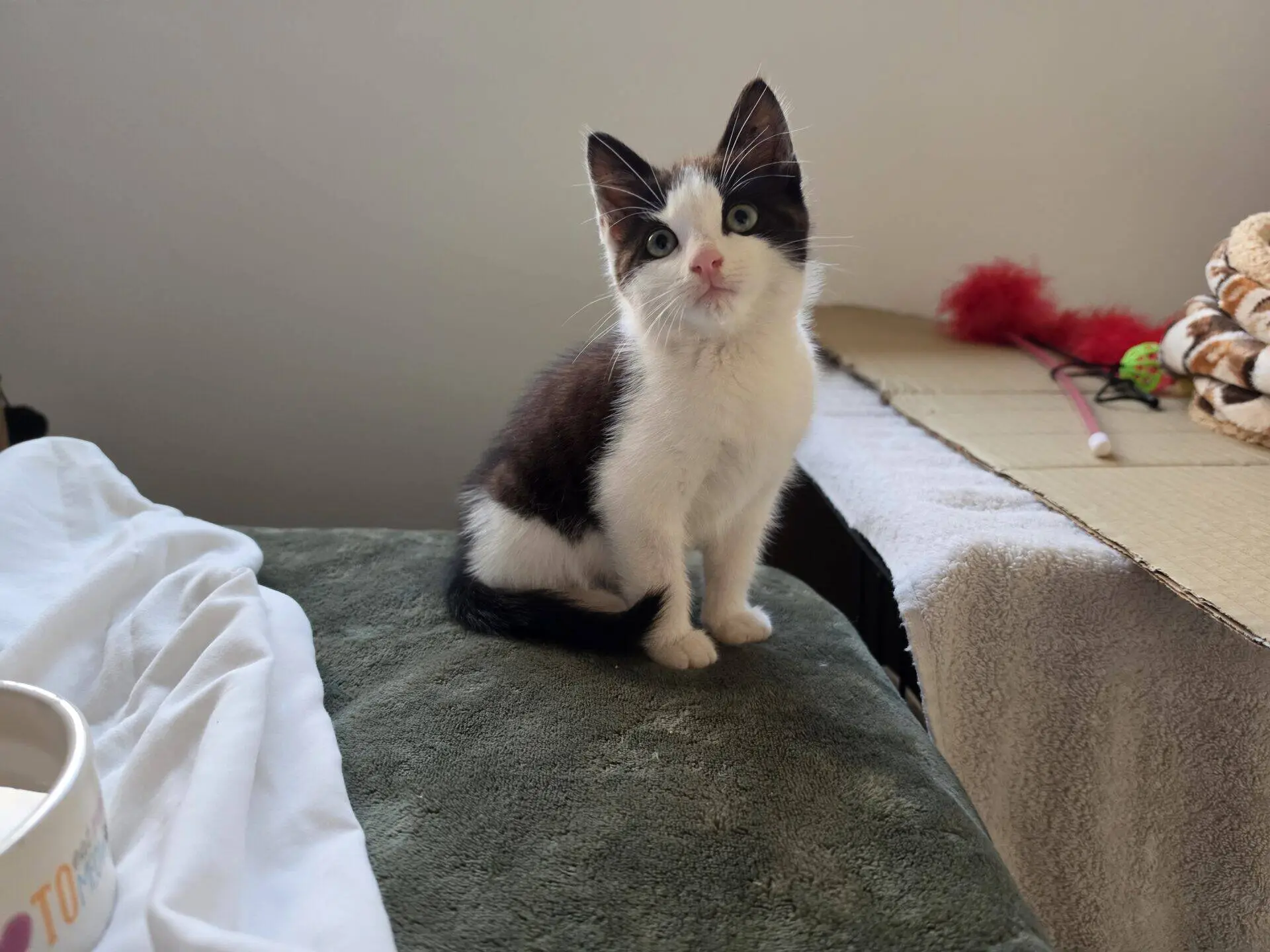 A black and white kitten sits on a green blanket.