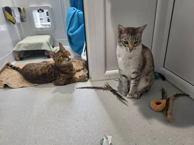 Two cats are in a bright room. One cat with stripes is lying on a tan mat, looking up. The other, with a lighter coat, is sitting near toys and feathers on the floor. A blue towel hangs on the door.