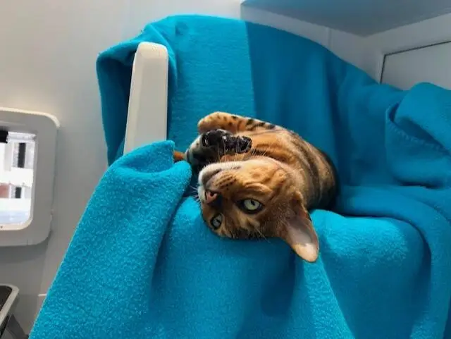 A brown and black tabby cat lies on its back on a bright blue blanket, looking up with green eyes. The cat appears relaxed and comfortable inside a cosy indoor space.