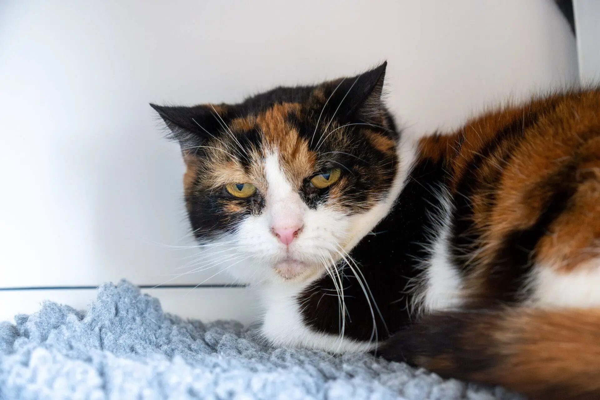 A calico cat with a white, orange, and black coat lies on a grey textured blanket, gazing forward with a calm, slightly sleepy expression.