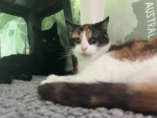 Two cats lying on a grey carpet. One is black and the other is a calico with white, brown, and orange fur. They are resting under a table or structure with green, map-like decor in the background.