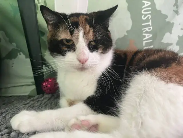 A calico cat with a serious expression lies on a grey blanket next to a pink sparkly ball, with part of the word AUSTRALIA visible in the background.