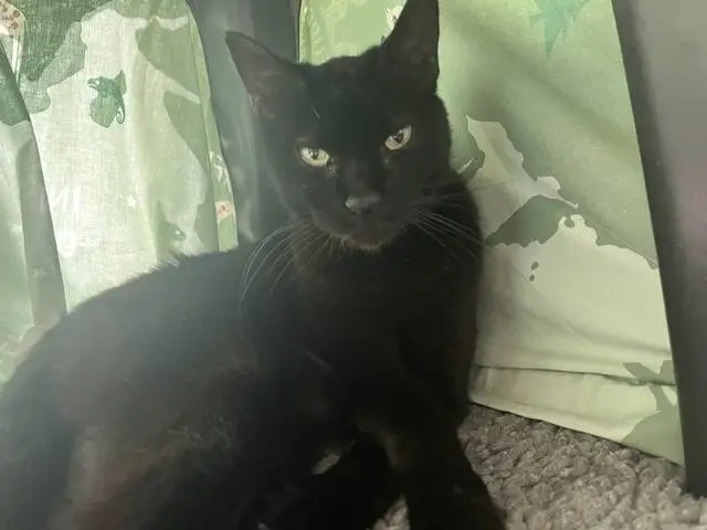 A black cat with green eyes is sitting on a grey carpet, resting against green-patterned cushions. The cat looks relaxed and slightly curious.