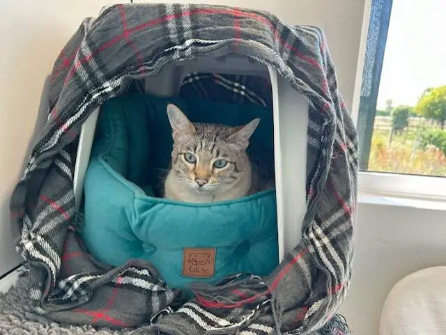 A tabby cat sits in a teal bed inside a white pet carrier, which is draped with a checked blanket. The carrier is next to a window, and greenery is visible outside.