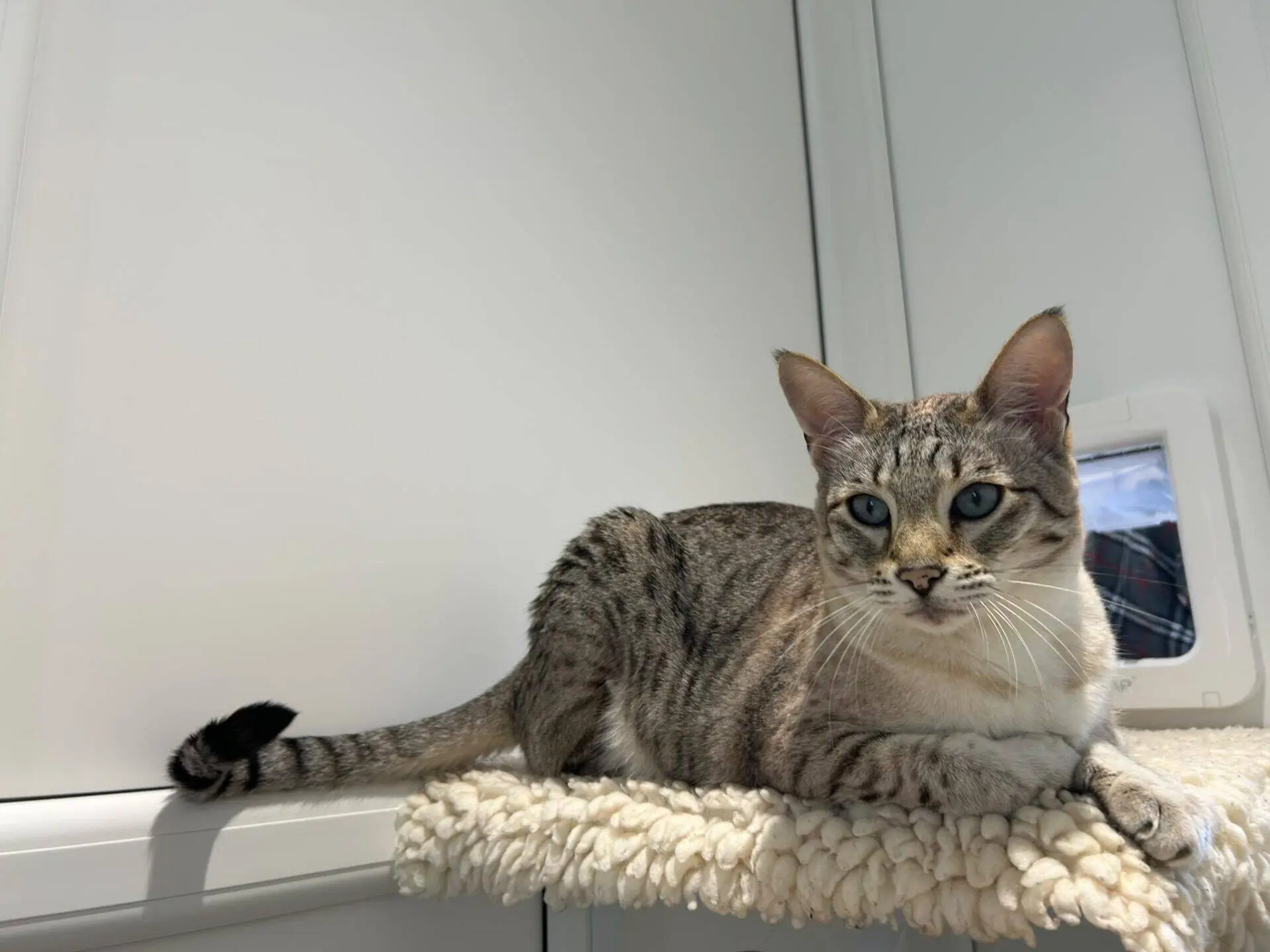 A tabby cat with blue eyes lounges on a soft, beige perch in front of a white wall and a small cat flap.