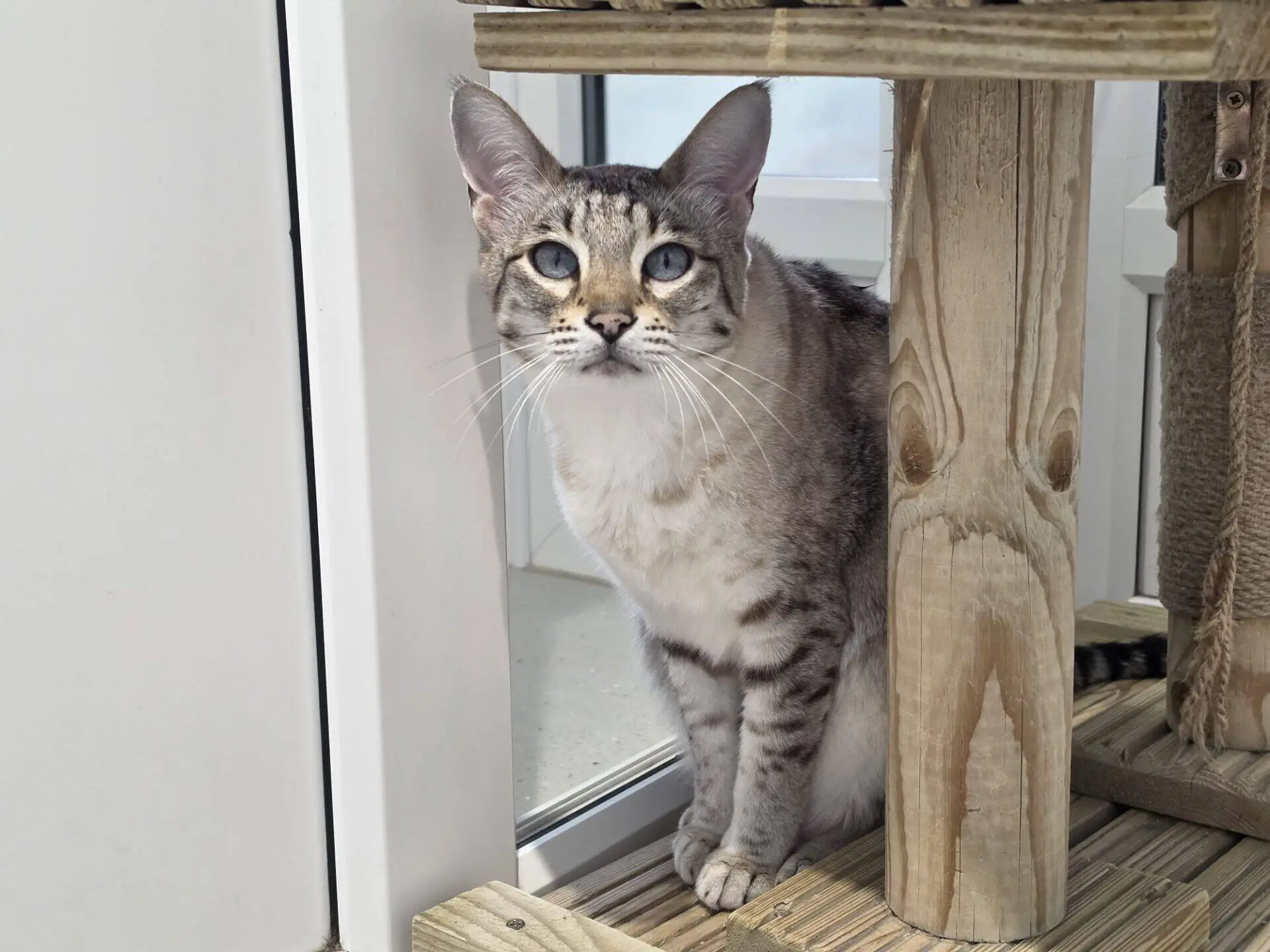 A light grey tabby cat with blue eyes sits on a wooden platform next to a glass door, looking directly at the camera.