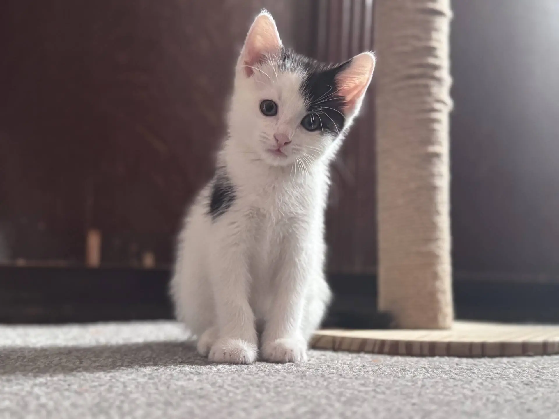 A small white kitten with black spots sits on a carpet next to a scratching post, looking curiously at the camera.