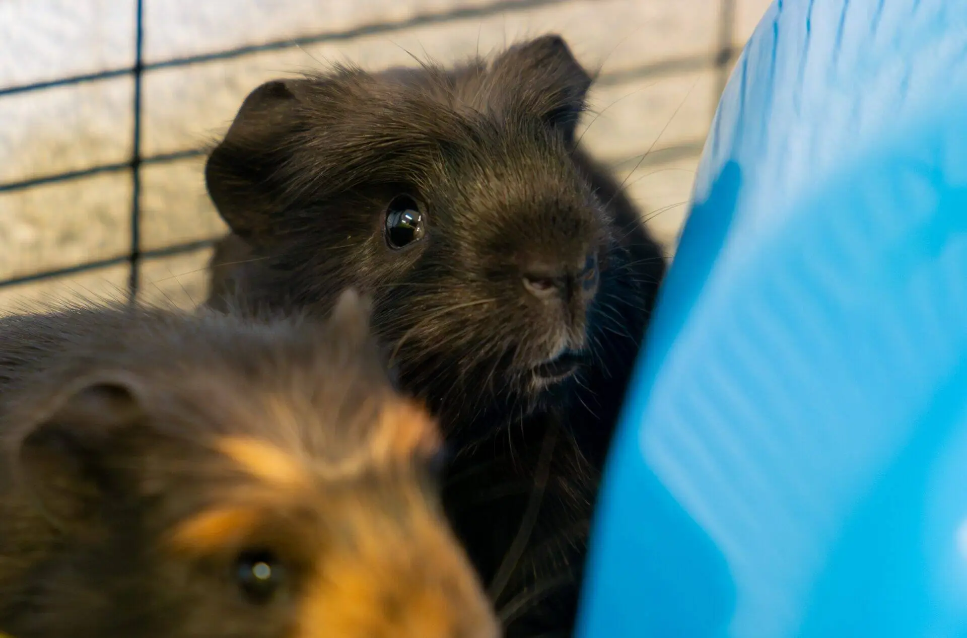 Close-up of two guinea pigs in an enclosure, one mostly black with a bit of white on its nose, the other with brown and black fur; a blue plastic object is partially visible on the right.
