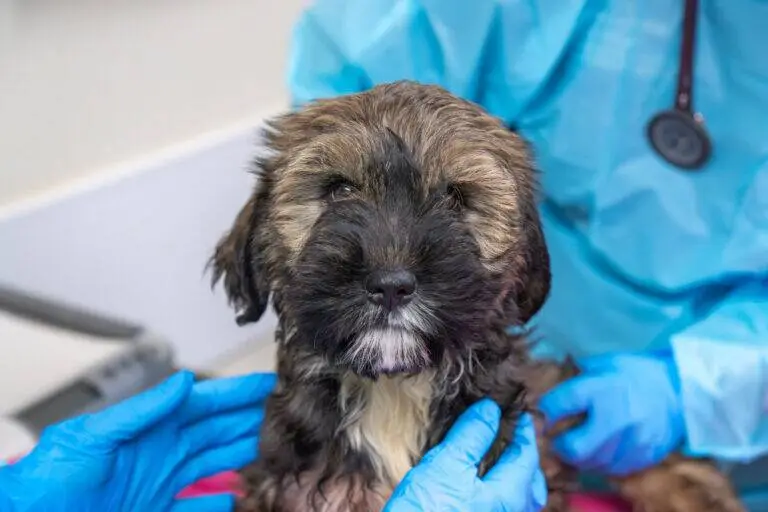 A fluffy brown and black puppy is being examined by a vet wearing blue gloves and a blue gown. The puppy looks calm as it is gently held during the check-up, reminding us how important it is to help us be fully prepared for the pets that need us.