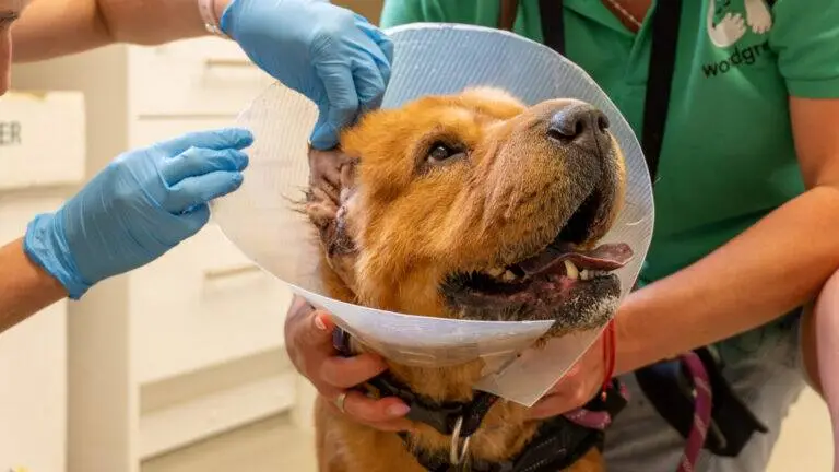 A vet wearing blue gloves examines a brown dog with a buster collar, gently lifting its ear while another person holds the dog steady. The dog appears calm and co-operative during the check-up, reminding us how important it is to help us be fully prepared for the pets that need us.