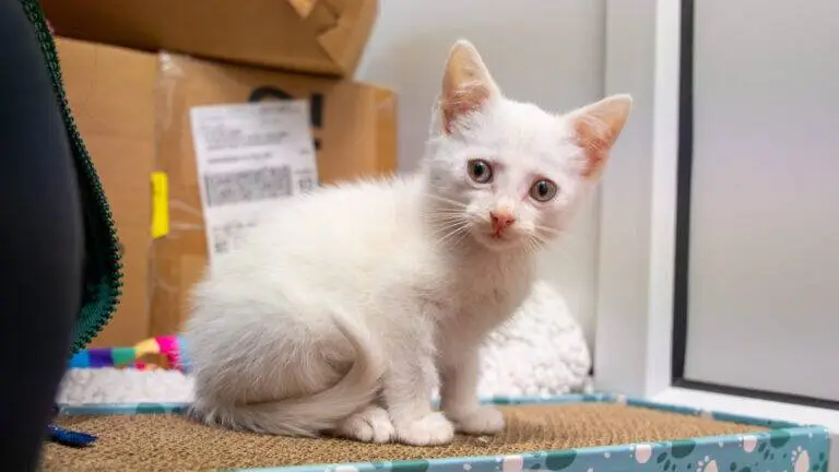 A small white kitten with blue eyes sits on a scratching mat near a window, with cardboard boxes, a bunny toy, and other toys in the background.