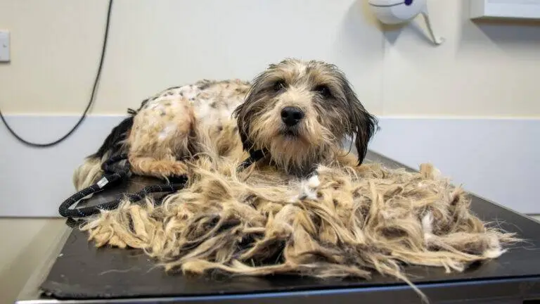 A scruffy dog lies on a metal table, surrounded by a large pile of its shorn fur, in what appears to be a veterinary or grooming clinic—whilst a plush bunny toy rests nearby, offering comfort during the grooming session.