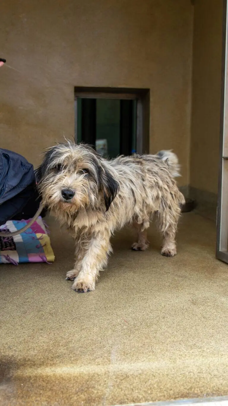 A shaggy, tan and grey dog stands on a textured floor in front of a small door opening, next to a colourful blanket featuring playful bunny designs.